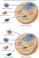 Endosymbiosis theory diagram