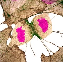 Actin, myosin, and DNA during cell division