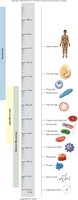 Relative sizes of molecules, cells, and organisms