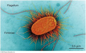 Prokaryotic external appendages: flagella and fimbriae
