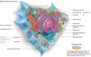 Generalized animal cell structure