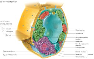 Generalized plant cell structure