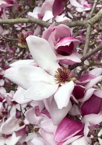 Magnolia flower, an example of an angiosperm
