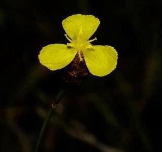 Grandfather Mountain with colorful angiosperm leaves