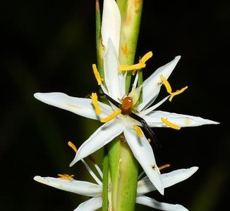 Flower with visible stamens and pistil