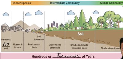 Primary succession stages
