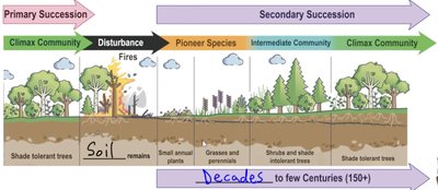 Secondary succession stages