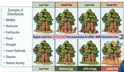 Disturbance regimes and fire impact on fuel accumulation