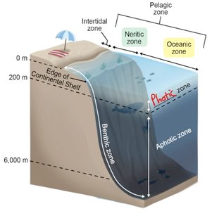Marine zonation: intertidal, neritic, oceanic, pelagic, benthic, photic, aphotic zones