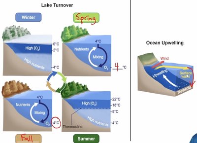 Lake turnover and ocean upwelling