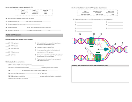Diagram of DNA replication with labeled enzymes and strands