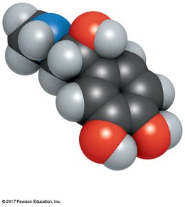 Molecular structure of a hormone