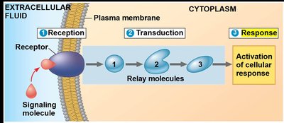 Overview of cell signaling stages