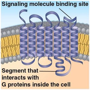 GPCR ribbon diagram