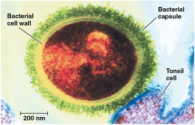 Bacterial endospore structure