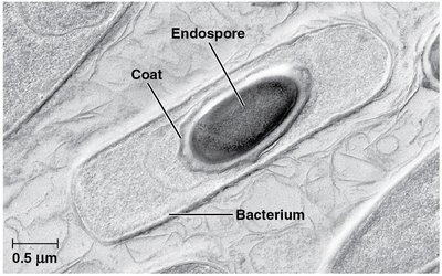 Fimbriae on a bacterial cell