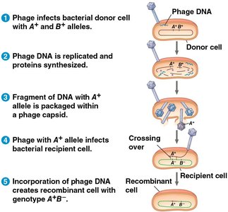 Bacterial conjugation via pilus