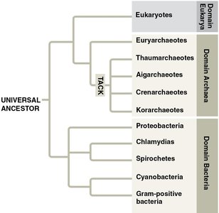 Diversity of bacterial groups