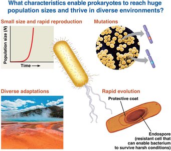Factors enabling prokaryotic diversity: rapid reproduction, mutation, adaptation