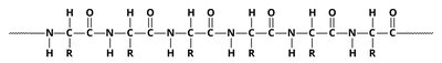 Polypeptide backbone showing peptide bonds