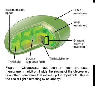 Chloroplast structure showing membranes, thylakoids, and stroma