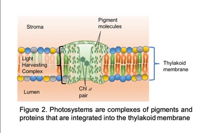 Photosystem structure in thylakoid membrane