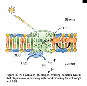 PSII and oxygen evolving complex mechanism