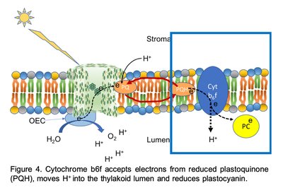 Cytochrome b6f and electron transport