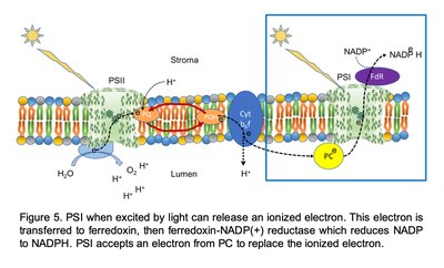 PSI electron transfer and NADPH formation