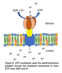 ATP synthase and ATP formation
