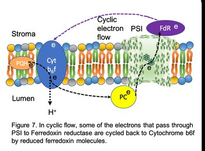 Cyclic electron flow in thylakoid membrane