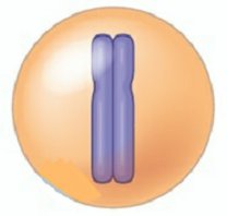 Diagram of cell cycle stages
