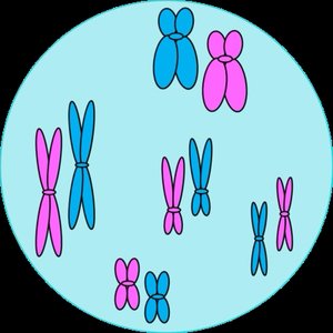 Cell with chromosomes in different colors and sizes
