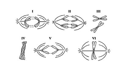 Six diagrams of mitosis and meiosis stages