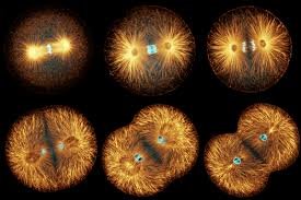 Series of images showing mitosis stages: prophase, metaphase, anaphase, telophase, and cytokinesis