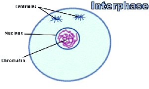 Diagram of a cell in interphase showing centrioles, nucleus, and chromatin