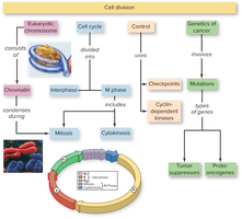 Flowchart summarizing cell cycle control, checkpoints, and genetics of cancer
