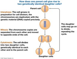 Diagram showing how one parent cell gives rise to two genetically identical daughter cells