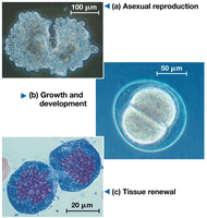 Images showing asexual reproduction, growth and development, and tissue renewal