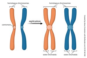 Diagram showing chromosome replication and formation of sister chromatids