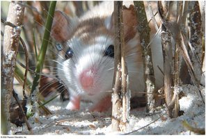 Camouflaged mouse in its natural habitat