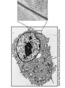Phospholipid structure showing hydrophilic head and hydrophobic tails
