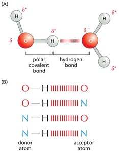 Hydrogen bonds shown as dotted lines between water molecules