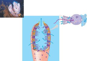 Diagram of sponge anatomy and feeding mechanism