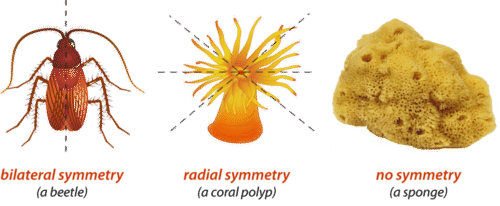 Comparison of bilateral, radial, and no symmetry in animals