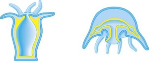 Diagram of polyp and medusa body plans