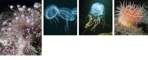 Representative images of Cnidaria classes