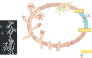 Hydrozoan life cycle diagram
