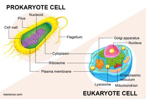 Comparison of prokaryote and eukaryote cell structure
