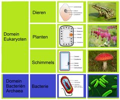 Classification table of domains and kingdoms with cell types and examples